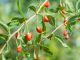 Najzdrowsze owoce świata - jak sadzić jagody goji?