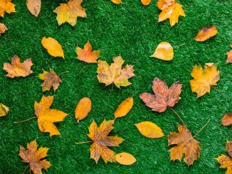 Pielęgnacja trawnika jesienią – jak przygotować trawnik na zimę?